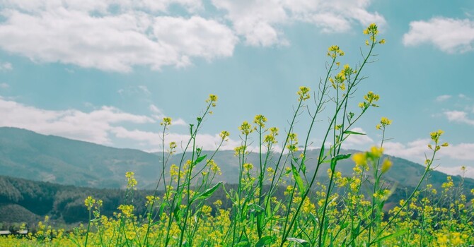 Psychotherapy In Arizona image