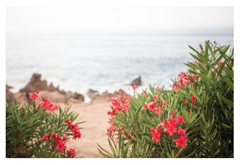 Beautiful red flowers blowing in the wind over looking the ocean